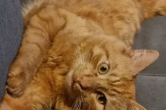 Chat perdu, Rue Saint-Hilaire, 15, Poitiers - mâle roux à poil long, craintif - photo