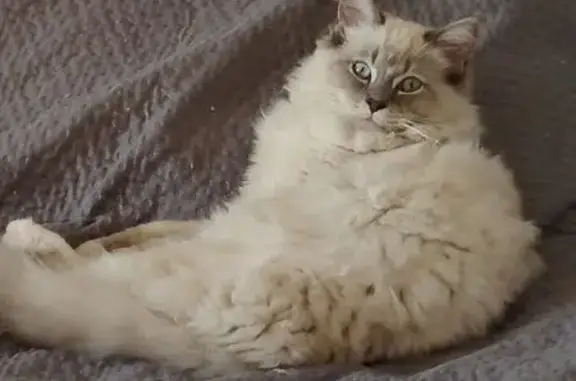 Chat perdu, Route de Mons, 345, Callian - mâle, jeune, type siamois beige clair - photo