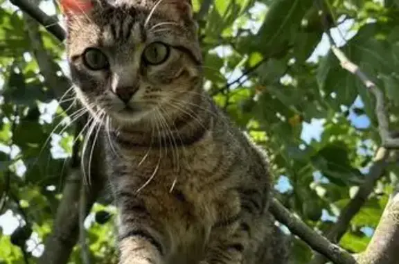 Chat perdu, Bruz, photo: Chat perdu femelle, Chemin du Rosier, 36, Bruz — petite et très câline