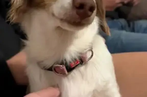 Lost pets Bringelly, photo: Lost dog, Cut Hill Road, 445, Bringelly - female Dachshund
