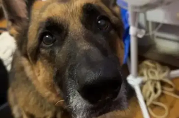 Lost pets Mascot, photo: Lost dog, Westminster Street, 45, Bayside Council, Mascot - male German Shepherd, microchipped