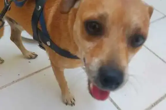 Perro encontrado Zapopan, foto: Encontrado perro macho, Territorio Nacional, 2954A, Zapopan — sin collar, café, mediano