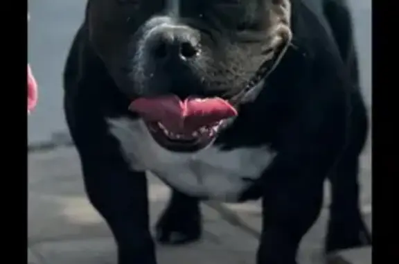 Lost dog, East Platte Place, 2601, Colorado Springs - black female bully - photo