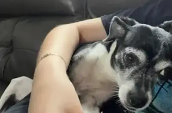 Lost dog, Tauromee Avenue, 8506, Kansas City - female, about 10 years old - photo