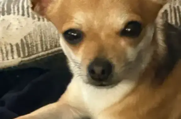 Lost dog, Hickory Street, 2142, Valparaiso - black, white and tan brown, 2.5 pounds - photo