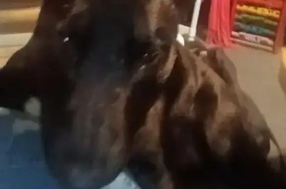 Black, pointy ears, blue collar, miniature Roman nose bull terrier. Bullet ran away from 86 Greenway Drive Banora point