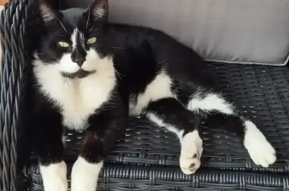 Missing cat Sydney, photo: Lost cat, Horton Street, Canterbury-Bankstown Council, Inner West — male, black and white tuxedo, no tail