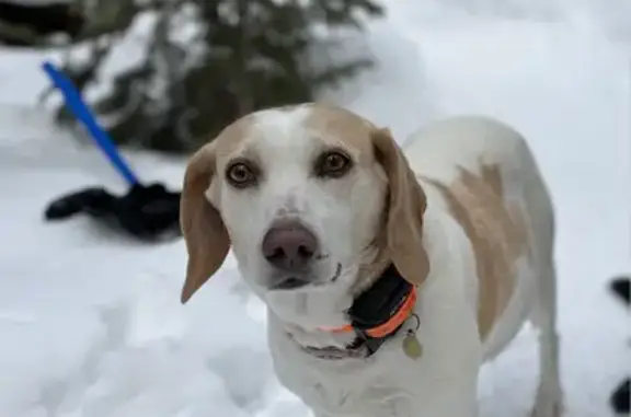 Lost dog, Harmony, West Virginia — female hound mix - photo