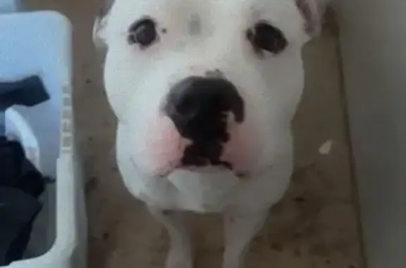 Lost dog, Gerbera Avenue, 57, Greater Geelong, Geelong - male - photo