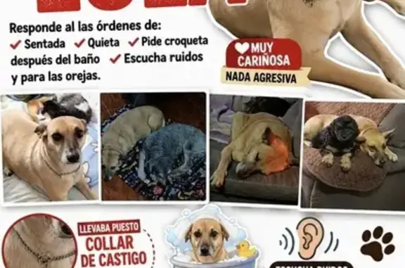 Animales perdidos Ciudad Nezahualcoyotl, foto: Perdido perro hembra, Rosita Alvírez, 94, Ciudad Nezahualcóyotl — color miel, lleva collar de castigo