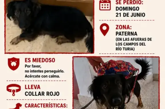 Perdido perro macho, Diseminado Diseminados, 1, Manises - mediano y asustadizo - photo