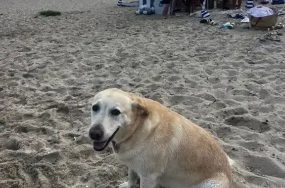 Missing dog Female, Sydney (al496714) - photo