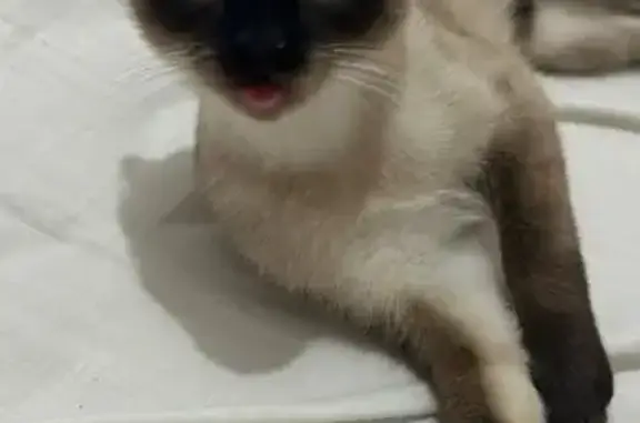 Perdido gato hembra, Calle Santa Gemma, 4, San Pedro Alcántara, San Pedro de Alcantara — siamesa, ojos azules claros - photo