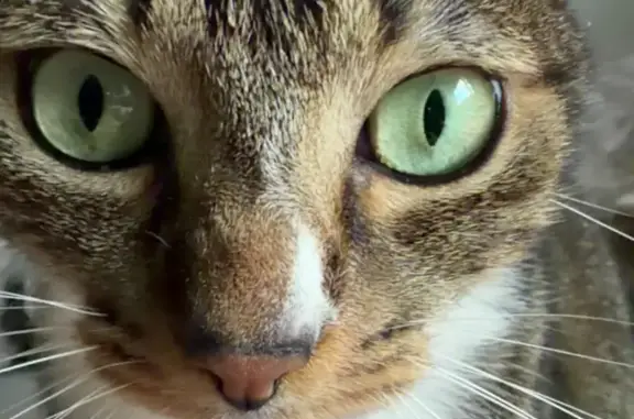 Chat perdu mâle, Résidence de la Peupleraie, 10, Ferrières-sur-Ariège, Montgaillard - yeux verts - photo