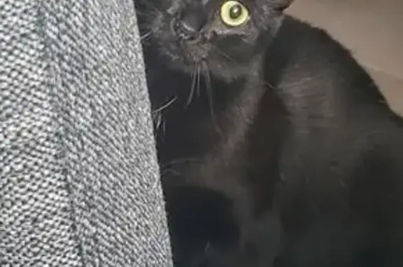 Chat perdu, Rue André Messager, 25, Roncq, Lille - femelle noire avec petite tache blanche - photo
