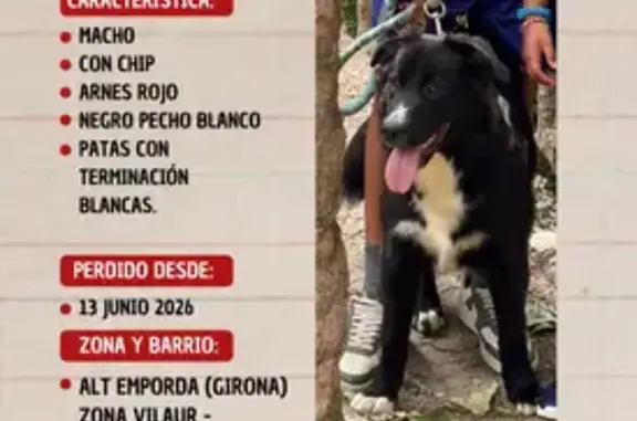 Perdido perro macho, Vilaür, Cataluña, Calafell - color negro con blanco - photo