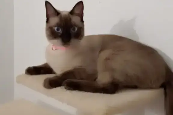 Perdido gato hembra, Calle Santa Gemma, San Pedro de Alcantara - siamesa de ojos azules y pequeña - photo