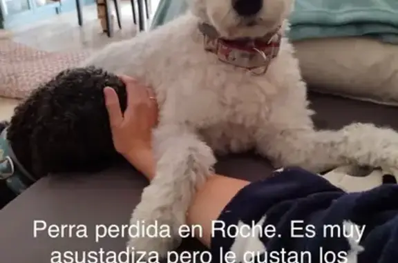 Es blanca con una mancha negra en la cara. Se salio del chalet donde estabamos a la hora de comer. Es asustadiza pero debe tener hambre y le gustan los mimos, con cariño y paciencia creo que se dejara coger. La correa le da mucha seguridad.