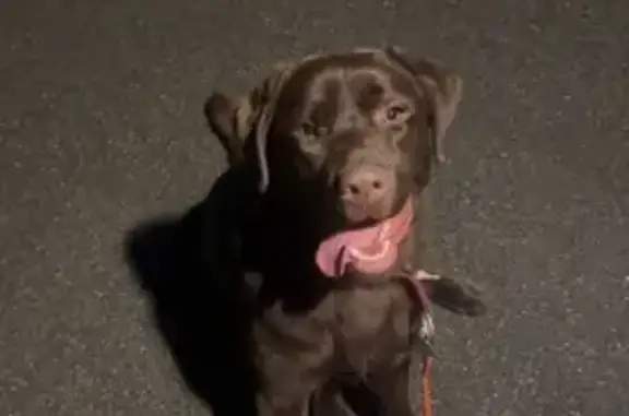 Chien perdu mâle, Chemin des Meronneries, 2, L'Étang-la-Ville - labrador chocolat avec collier rouge - photo