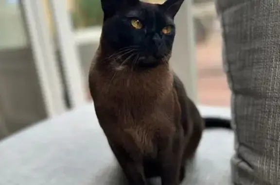 Missing cat Melbourne, photo: Lost cat, Stonnington, Victoria, Melbourne - female Burmese, very small and friendly