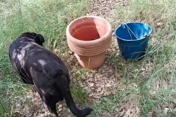 Perdido perro hembra negro, Mollerussa, Cataluña, Lleida - photo