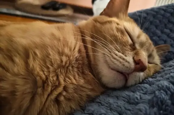 Perdido gato hembra, Calle Emilia Pardo Bazán, 3, Granada - naranja atigrada y asustadiza - photo