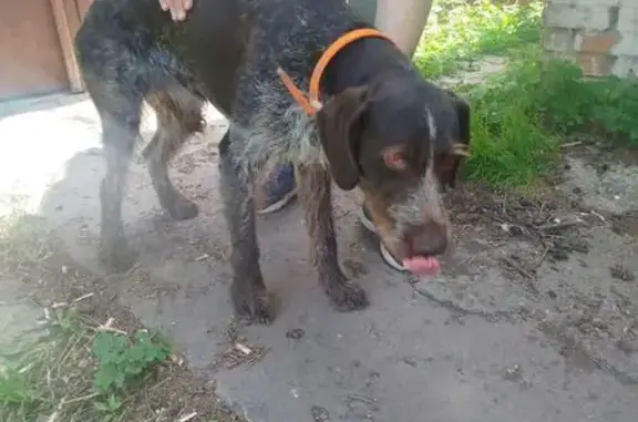 Знайдено собаку Вінниця, фото: Знайдено собаку Хлопчик, Вінниця (uaf492265)