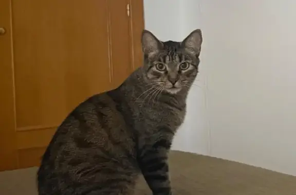Perdido gato macho, Calle Doctor Benítez, Écija, Sama — atigrado y asustadizo - photo