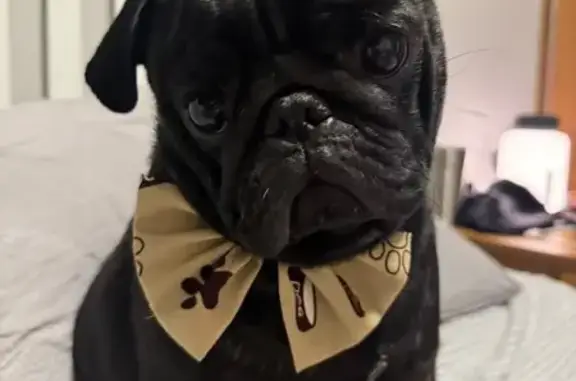 Perdido cachorro macho, Rua Santa Ângela, 1053 - porte pequeno, pelagem preta - photo