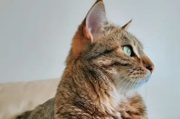 Perdido gato macho en Carrer del Pare Barranco, 36, València, Mislata - gris atigrado, ojos verdosos - photo