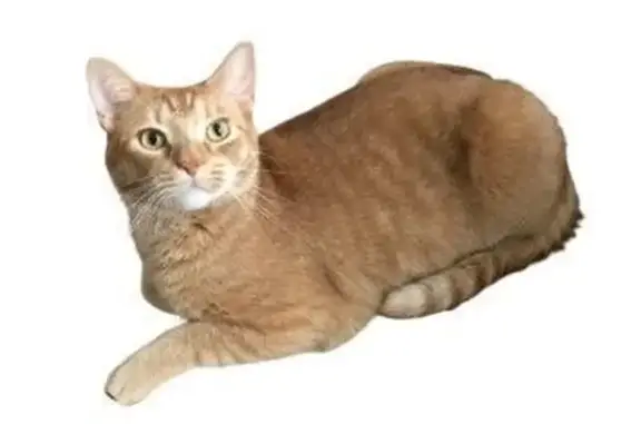 Lost cat, Mount Eagle Lane, Maryland, Waldorf - male ginger tabby - photo