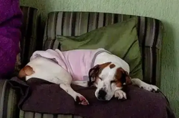 Perdido cachorro fêmea, Rua Brasília, 88 - Jardim Santana, Americana - SP, 13478-580, Brasil - porte médio - photo