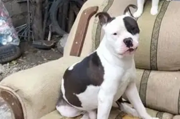 Perro perdido, masculino, Santa Regina, Puebla - blanco con manchas negras y una mancha negra en el ojo izquierdo - photo
