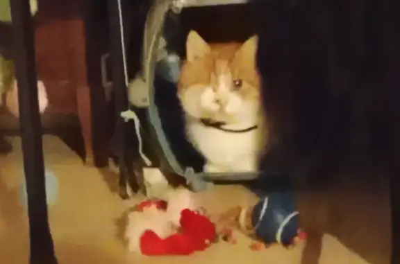 Chat perdu mâle, Résidence Balgentienne, Beaugency - roux et blanc, 13 ans - photo