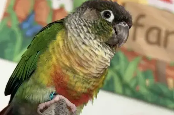 Lost bird, Wellington Road Eas...