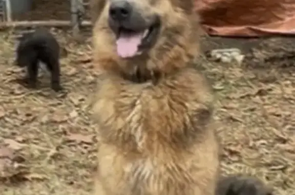 Lost dog, Guin, Alabama - female, brown collar, recently had puppies - photo