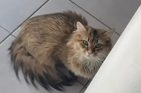 Chat perdu femelle, Rue de Ceux d'Argeliers, 7, Béziers - tigrée noir et marron, yeux verts - photo