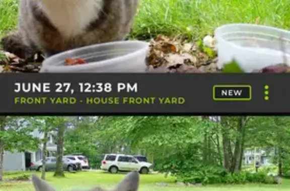 Found cat, Mountain Laurel Dri...