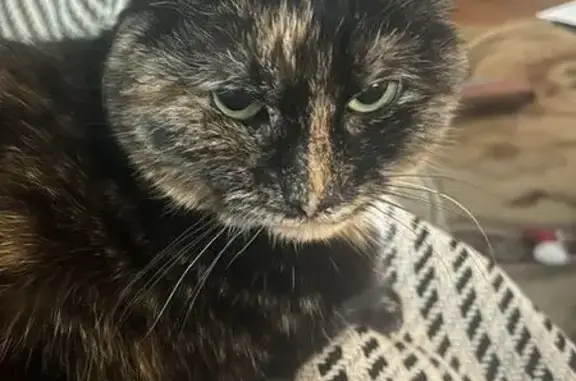 Missing cat Toledo, photo: Lost cat, female, Middlesex Drive, 2316, Toledo - tortie with a little white on her chest