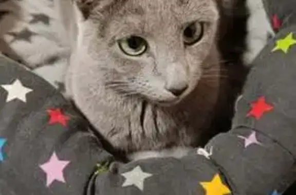 Chat perdu mâle, Rue des Champs Elysées, 25, Toulouse - bleu russe - photo