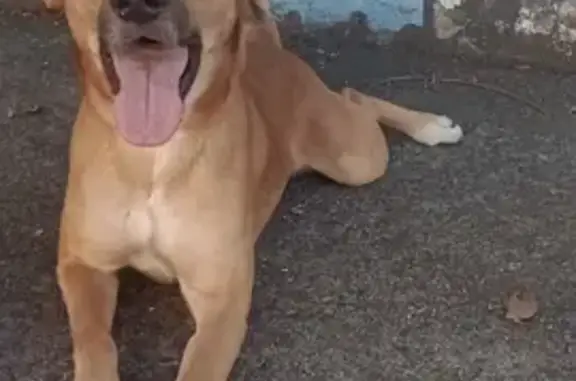 Perdido cachorro macho, Rua Capitão Gouvêia, 350 - porte médio, caramelo claro - photo