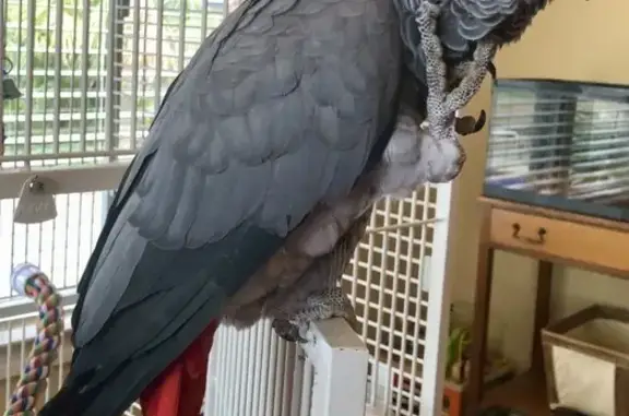 Lost and found pets North Ridgeville, photo: Lost bird, Fay Road, 6720, Painesville, North Ridgeville - female, gray body, red tail