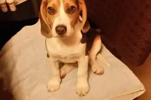 Lost dog, East 117 Street, 8512, Kansas City - male Beagle wearing an orange collar - photo
