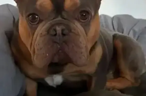 Chien perdu, Rue Etienne Gourmelen, 3, Quimper — mâle bulldog sociable - photo