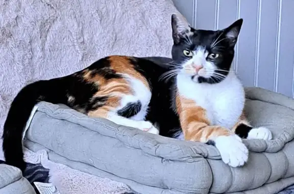 Animaux perdus et trouvés Vitry-sur-Seine, photo: Chat perdu, Rue de Choisy, 43, Vitry-sur-Seine - femelle