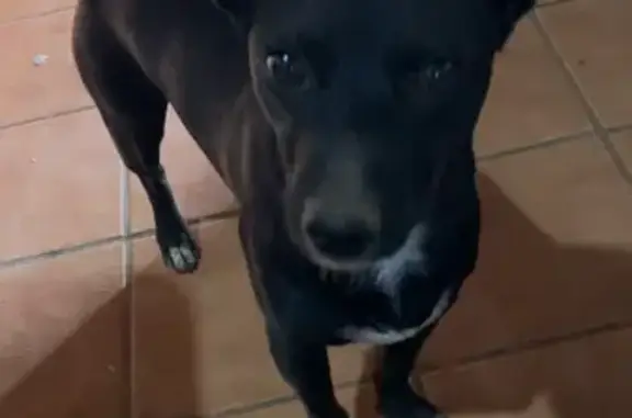 Perro perdido, Rociana del Condado, Andalucía, Madrid - pequeño, negro, pecho blanco, rabo corto - photo
