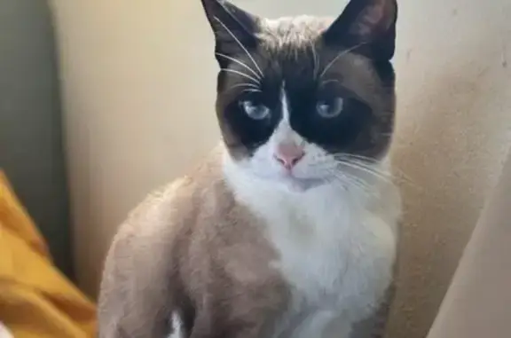 Perdido gato macho, Calle San Elías, Las Lagunas de Mijas, Madrid - Snowshoe de 4 años, castrado - photo
