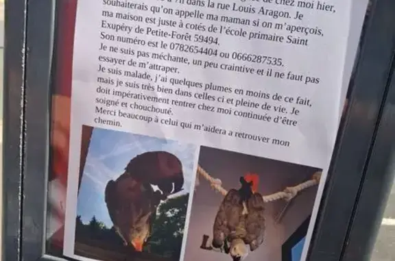 Oiseau perdue femelle, Petite-Forêt, Lyon - photo