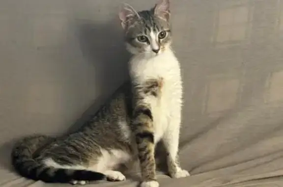 Chat perdu, Verzy, photo: Chat perdu, Rue Thiers, 6, Verzy - femelle, craintive, blanche et tigrée