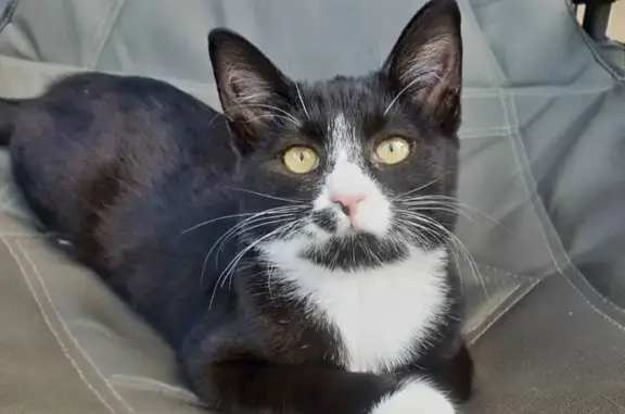 Lost cat, female, Mosega Stree...